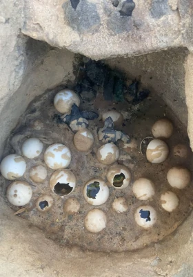 Foto de ovos de tartaruga