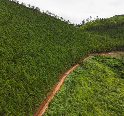 Foto de uma plantação de Pinus em larga escala, em Itapiraúã Paulista, tirada por um drone